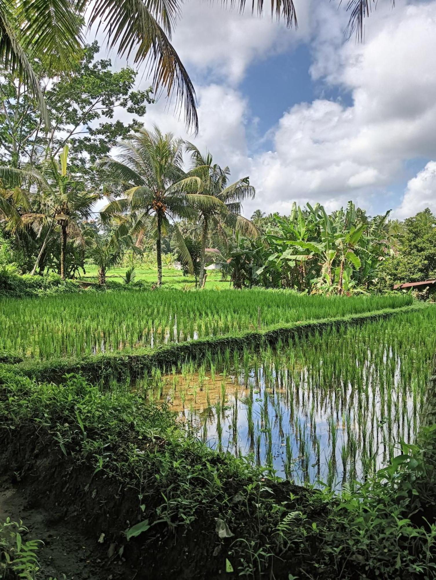 Rumah Guci أوبود المظهر الخارجي الصورة