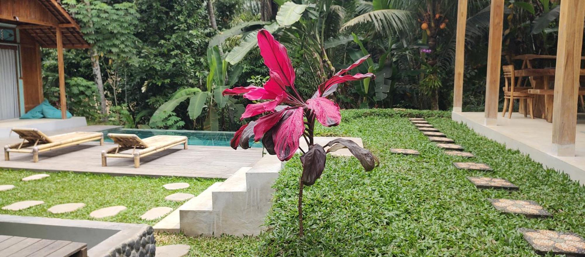 Rumah Guci أوبود المظهر الخارجي الصورة